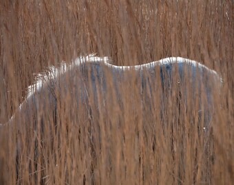 Abstract horse photo, horse art, horse decor, equine art, golden, yellow, rustic decor, spring light