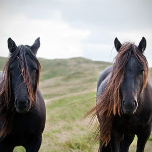 Foto di cavallo, cavallo marrone, castano marrone, fotografia animale,arte equina, pony caduto, varie dimensioni