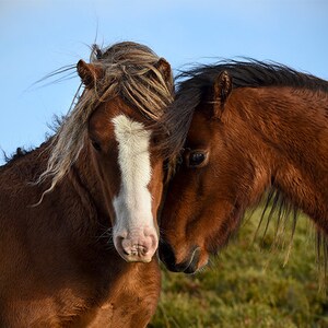 Fotografía de caballos, arte equino, arte del caballo, regalo para el amante del caballo, caballo, decoración del hogar, pony galés, impresión de caballo, fotografía de caballo, amor