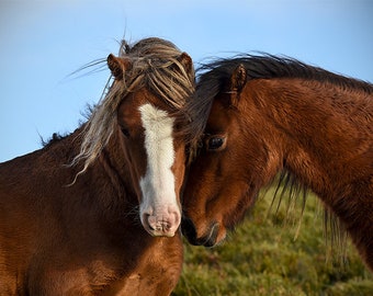 Horse photography, equine art, horse art, gift for horse lover, horse, home decor, welsh pony, horse print, horse photograph, love