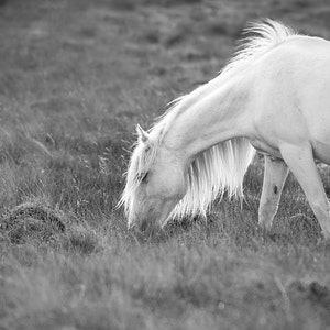 Fantasy art, baby girl nursery, pink pony, horse photography, nursery decor, animal photo, LARGE PRINT image 3