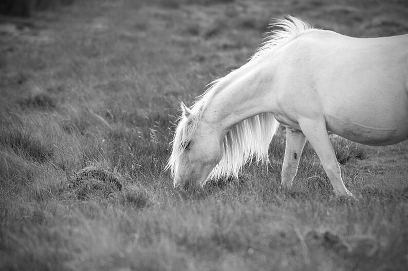 Fantasy art, baby girl nursery, pink pony, horse photography, nursery decor, animal photo, LARGE PRINT image 3