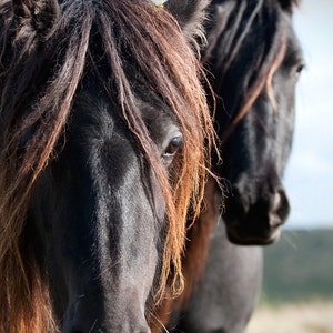 Foto di cavallo, cavallo in bianco e nero, castano marrone, arredamento autunnale, arte autunnale, foto animale, 7x5 - 18x12