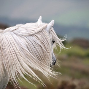 Horse photo, blue, green, black and white, animal photograph, fine art photograph, windswept, choice of sizes