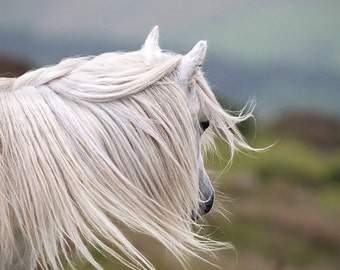 Pferd Foto, blau, grün, schwarz und weiß, Tierfotografie, Fine Art Fotografie, windgepeitscht, Wahl der Größen