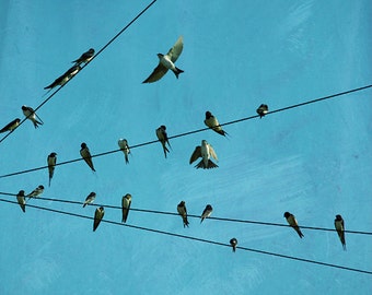 Swallow photo, birds photography, swallows art, swallow wall art, birds on a wire, shabby home decor, turquoise, teal