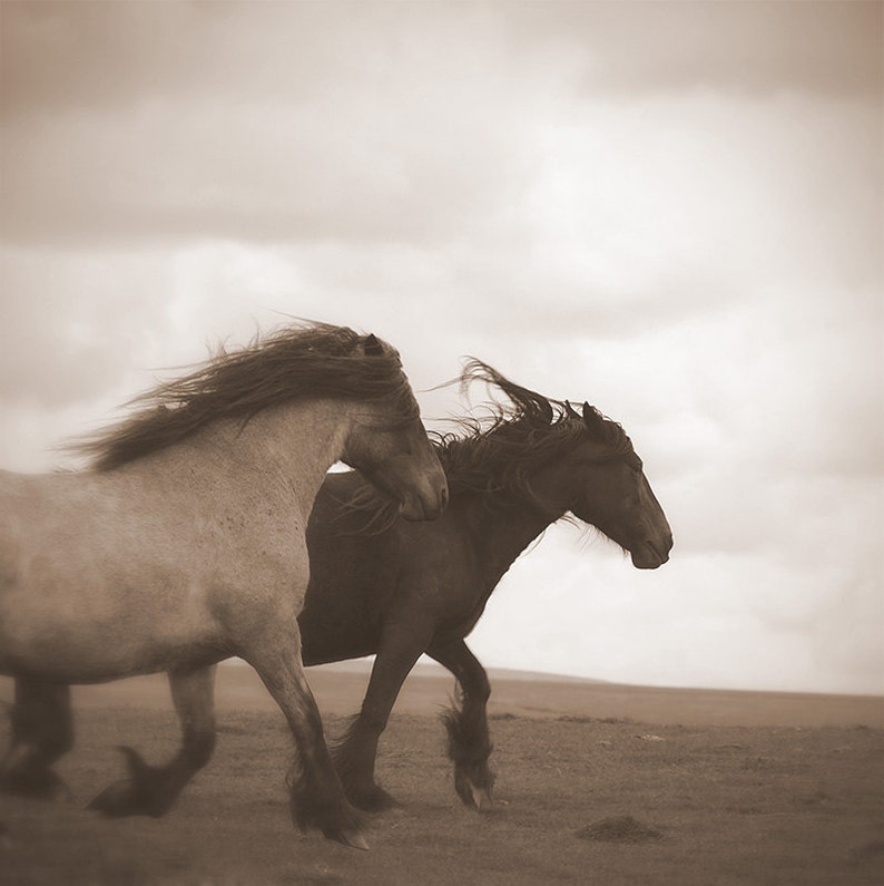 May include: Sepia-toned photograph of two horses running across a field under a cloudy sky. The horse on the left is light brown, and the horse on the right is dark brown. Their manes and tails are flowing in the wind.