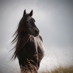 Equine art, horse photography, winter decor, silver gray, grey horse, dark grey, steel gray, various sizes