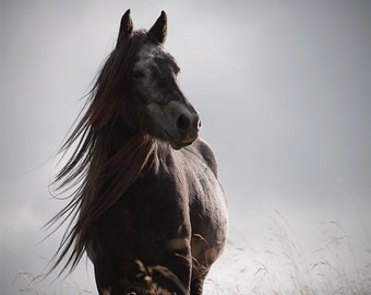 Equine art, horse photography, winter decor, silver gray, grey horse, dark grey, steel gray, various sizes