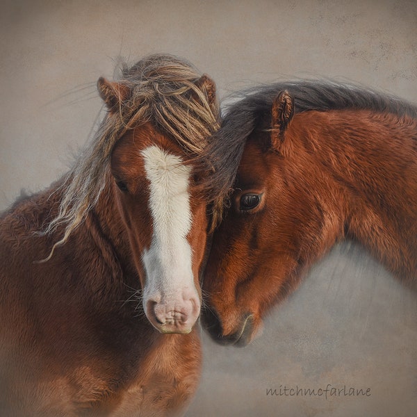 Horse photography, equine art, horse art, gift for horse lover, horse, home decor, welsh pony, horse print, horse photograph, love