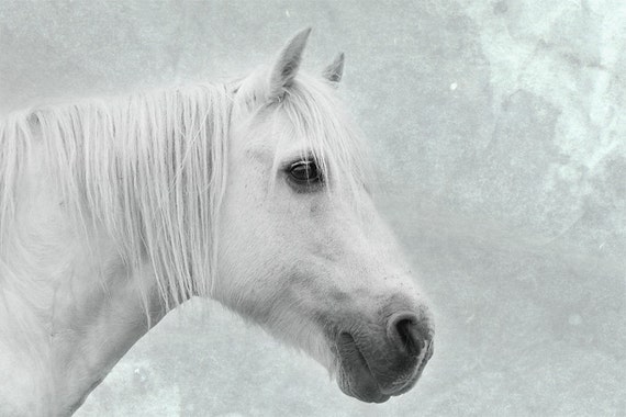 Horse art, equine art, horse photography, equine decor, shabby chic wall art, white, sepia, mint, green, aqua