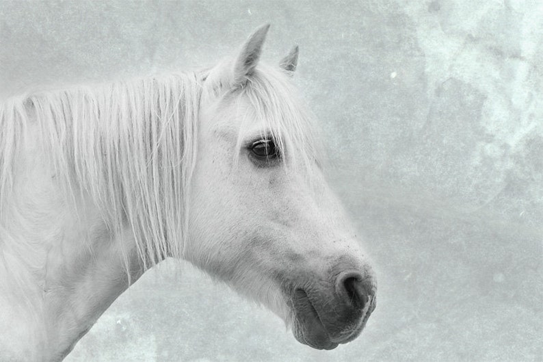 Horse art, equine art, horse photography, equine decor, shabby chic wall art, white, sepia, mint, green, aqua 画像 1