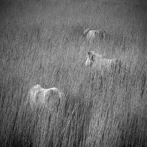May include: Three horses are partially hidden in tall grass. The horses are white and blend in with the tall grass. The horses are standing in a field of tall grass.