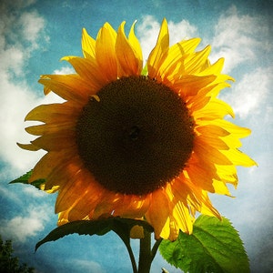 Girasol foto decoración verano, país decoración, decoración casa, arte girasol, decoración de la cocina de amarillo, muy soleado, teal,