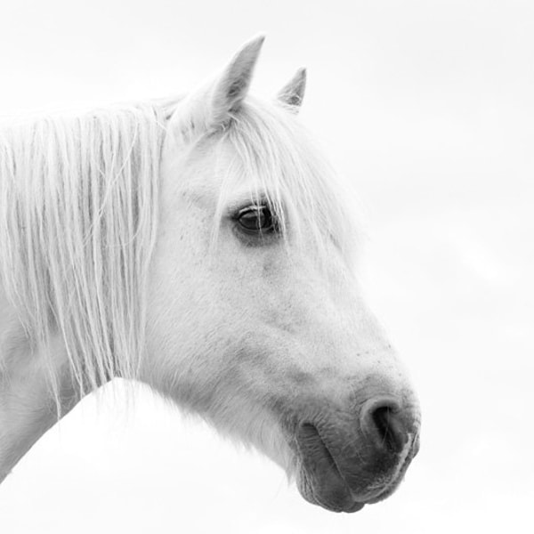 White horse photo, nursery decor, equine photo, equestrian art, large horse art, whimsical, dreamy, white, sepia, gray, ochre