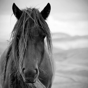 Horse photo, equine art, rustic art, brown horse, animal photograph, chestnut brown, barn decor, fell pony image 2