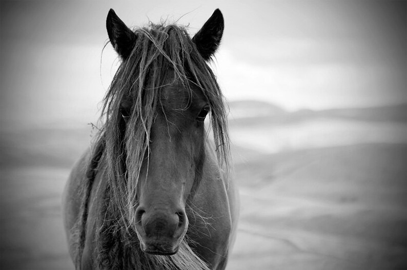 Horse photo, equine art, rustic art, brown horse, animal photograph, chestnut brown, barn decor, fell pony image 2