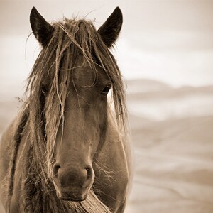 Horse photo, equine art, rustic art, brown horse, animal photograph, chestnut brown, barn decor, fell pony image 3