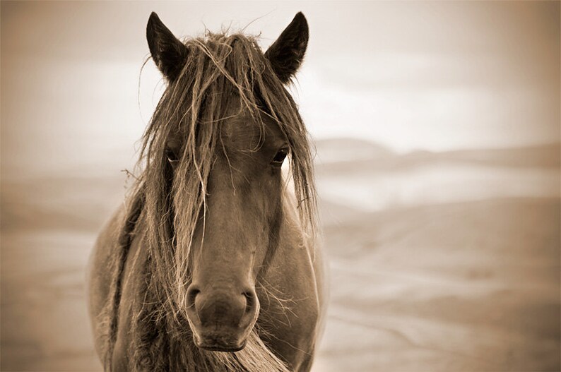 Horse photo, equine art, rustic art, brown horse, animal photograph, chestnut brown, barn decor, fell pony image 3