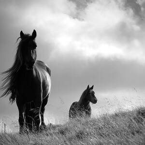 May include: Two black horses standing in a field of tall grass. The horse in the foreground has its mane blowing in the wind. The background is a cloudy sky.