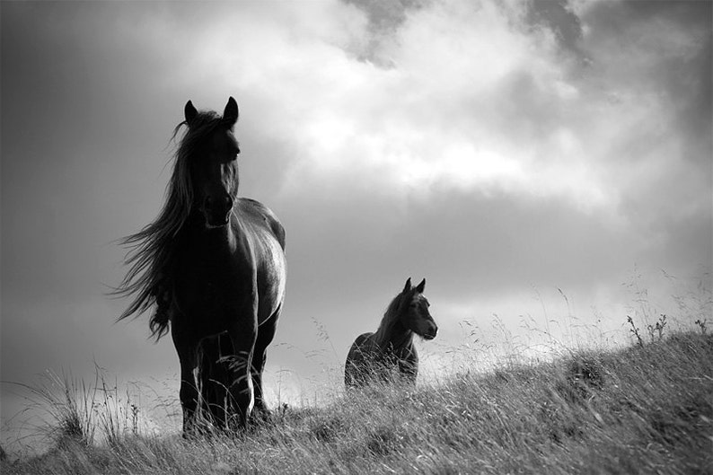 May include: Two black horses standing in a field of tall grass. The horse in the foreground has its mane blowing in the wind. The background is a cloudy sky.