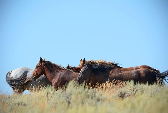 Foto De Mustang Salvaje Granero Decoracion Arte De La Pared Etsy