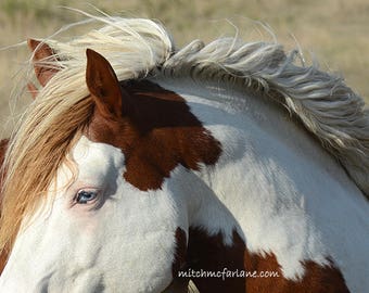 Wild mustang photo, barn decor, rustic wall art, horse photo, equine art, wild horse photo, equine art, ranch decor, horse art, equestrian