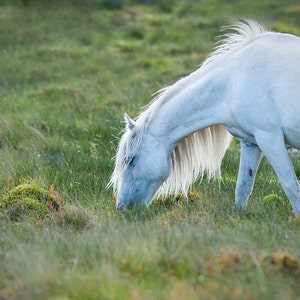 Fantasy art, baby girl nursery, pink pony, horse photography, nursery decor, animal photo, LARGE PRINT image 2