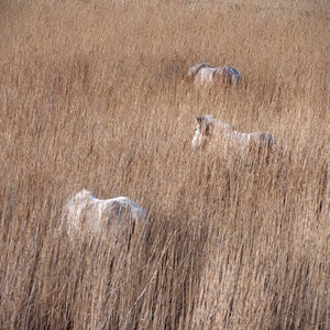 May include: Three white horses are partially hidden in a field of tall, dry brown grass.