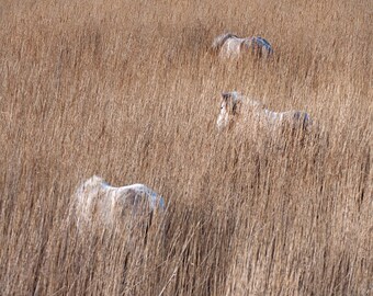 Horse photo, rustic decor, equine fine art, horse photo print, ponies in the reeds, equine wall art, various sizes, eriskay ponies