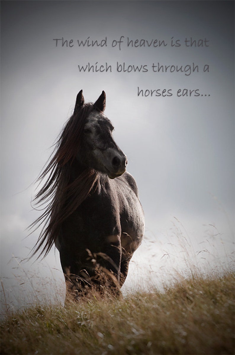 Horse quote inspirational quotation horse photography with | Etsy