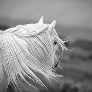 Foto de caballo negro y blanco, arte de pared de caballo, caballo blanco, fotografía animal, azotada por el viento, tallas grandes