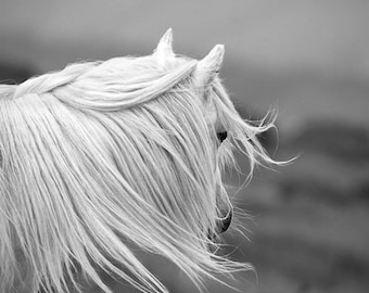 Black and white horse photo, horse wall art, white pony, animal photography, windswept, LARGE SIZES