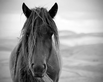 Black and white horse photo, horse photography, equine art, ranch decor, oversize art