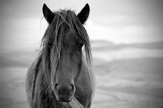 Vergoeding Planeet Zes Zwart-wit paard foto paard fotografie paarden kunst Ranch - Etsy Nederland