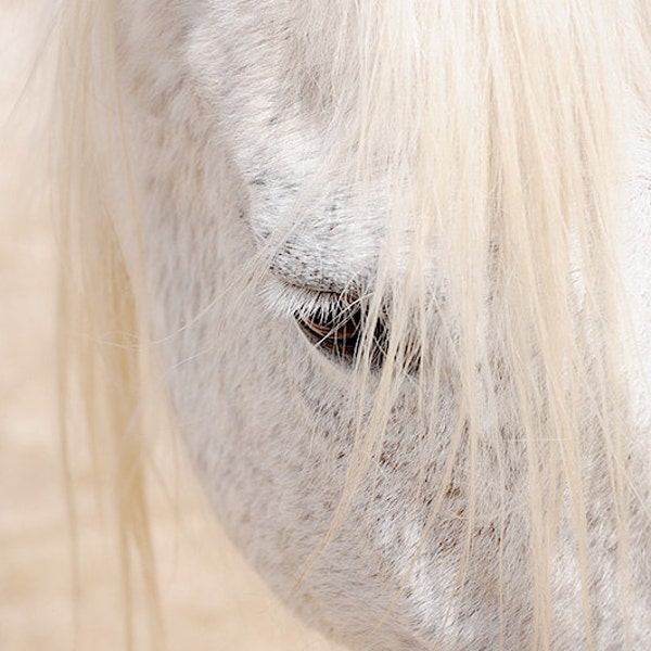 White horse photo, horse photography, black and white horse photo, equine art, nursery decor, horse art