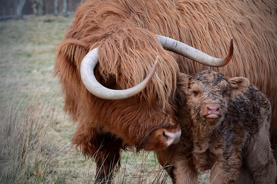 Photo Vache Highland Coo Highland Scottish Vache Decor De Etsy Canada