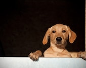 Dog photograph, golden labrador photo, dog wall art, gift for dog lover, 10x8, 12x8, 11x14, 12x18