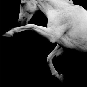 White stallion photo, horse photography, rearing horse, equine art, horse photo, 'the horse', animal photo, black and white horse print