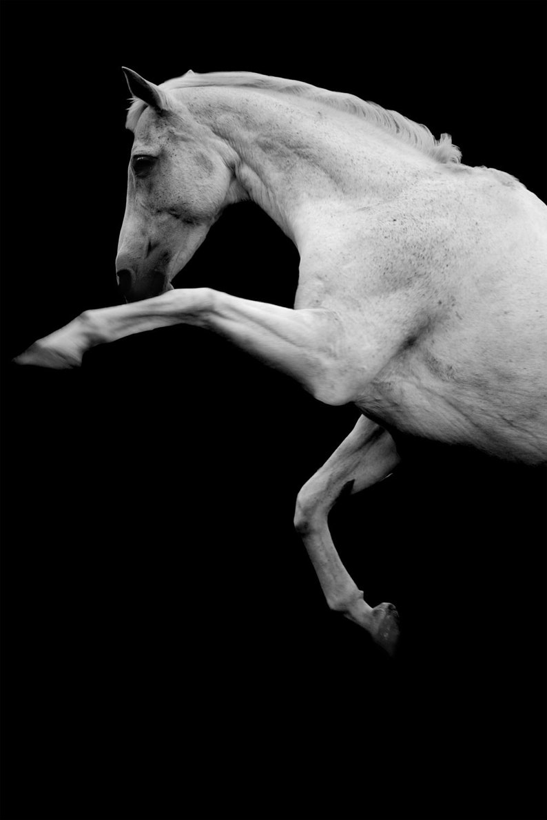 White stallion photo, horse photography, rearing horse, equine art, horse photo, 'the horse', animal photo, black and white horse print image 1