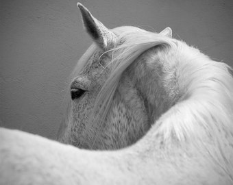 Equine art, horse photography, fine art photo, 16x16, 20x20, white horse, large square print