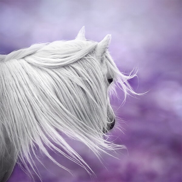 Whimsical wall art, fantasy art, surreal horse photo, purple, lavender, nursery art, girls wall decor, dreamy