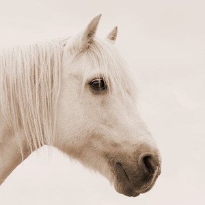 Horse art, equine art, horse photography, equine decor, shabby chic wall art, white, sepia, mint, green, aqua 画像 4