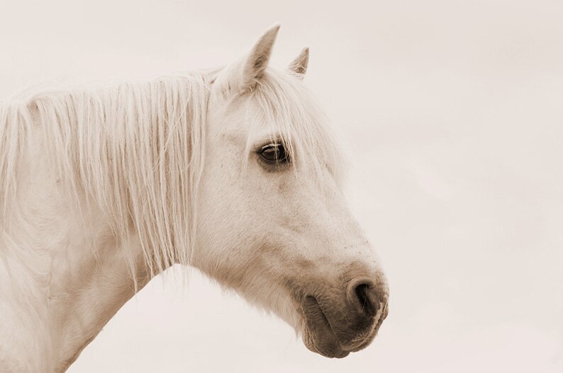 Horse art, equine art, horse photography, equine decor, shabby chic wall art, white, sepia, mint, green, aqua 画像 4