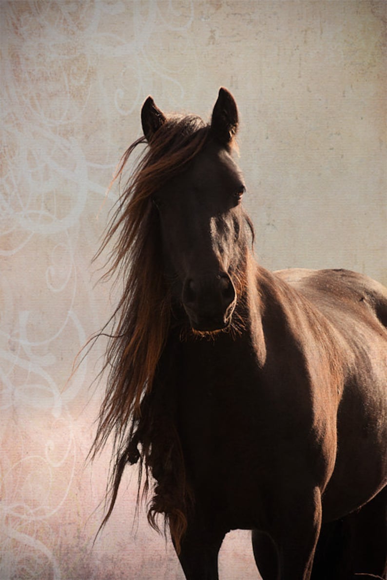 Horse Wall Art Horse Decor Horse Photography Equine Art Etsy UK