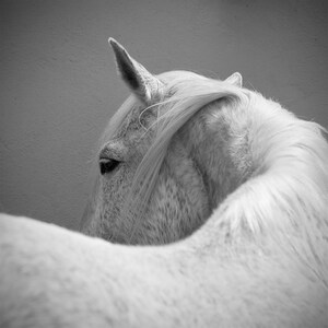 Puede incluir: Fotograf&iacute;a en blanco y negro de la cabeza y el cuello de un caballo blanco. Se ven el ojo, la oreja y la melena fluida del caballo. El caballo est&aacute; de espaldas a la c&aacute;mara, con su cuerpo parcialmente fuera de la vista.