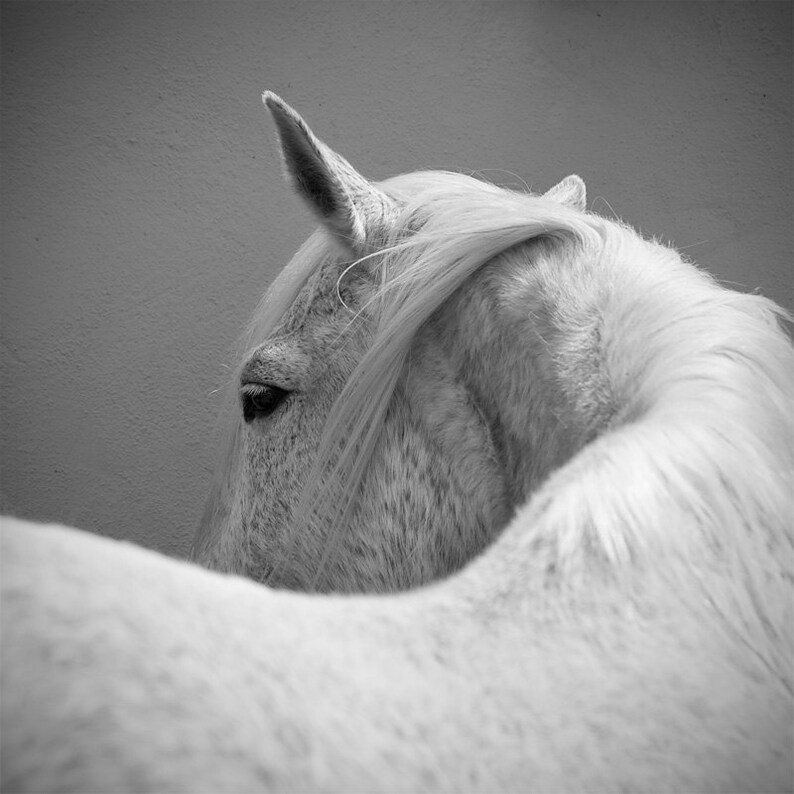 Puede incluir: Fotograf&iacute;a en blanco y negro de la cabeza y el cuello de un caballo blanco. Se ven el ojo, la oreja y la melena fluida del caballo. El caballo est&aacute; de espaldas a la c&aacute;mara, con su cuerpo parcialmente fuera de la vista.