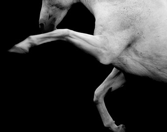 Rearing horse photo, black and white, fine art photo, rearing stallion, horse print, 'the horse', LARGE PRINT