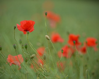 Poppy photo, flower photo, wild flower photo, flower art, country home decor, green, red, flower wall art