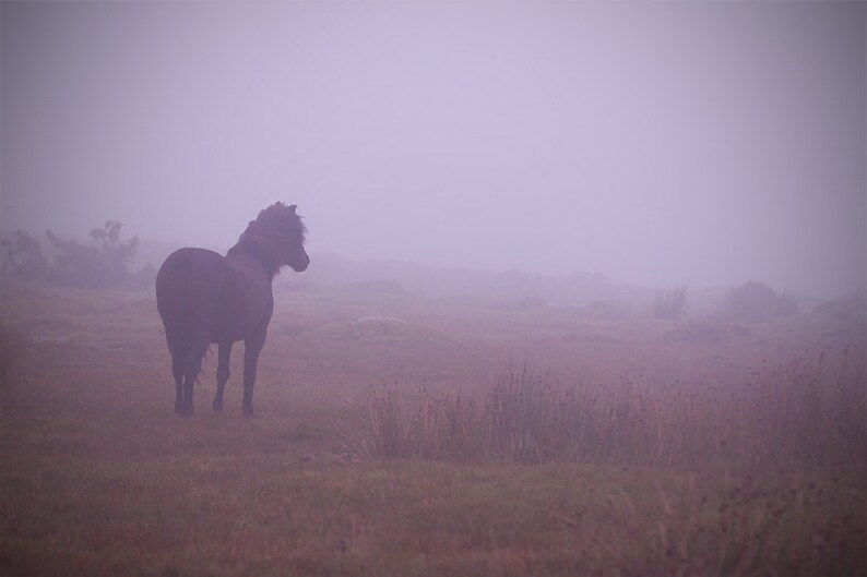Purple Horse, Horse Photo, Surreal Horse Art, Equine Photo, Horse Wall
